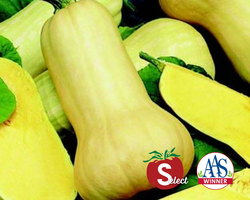 Bulk: Waltham Butternut Winter Squash Seeds