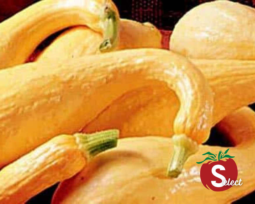 Bulk: Early Golden Summer Crookneck Squash Seeds