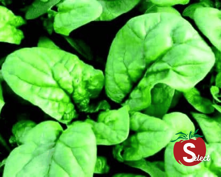 Bloomsdale Long Standing Spinach Seeds