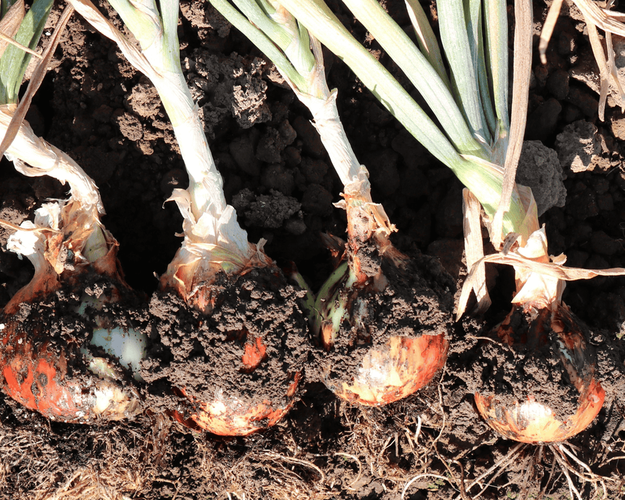 Candy Hybrid Onion Plants | Ships Separately