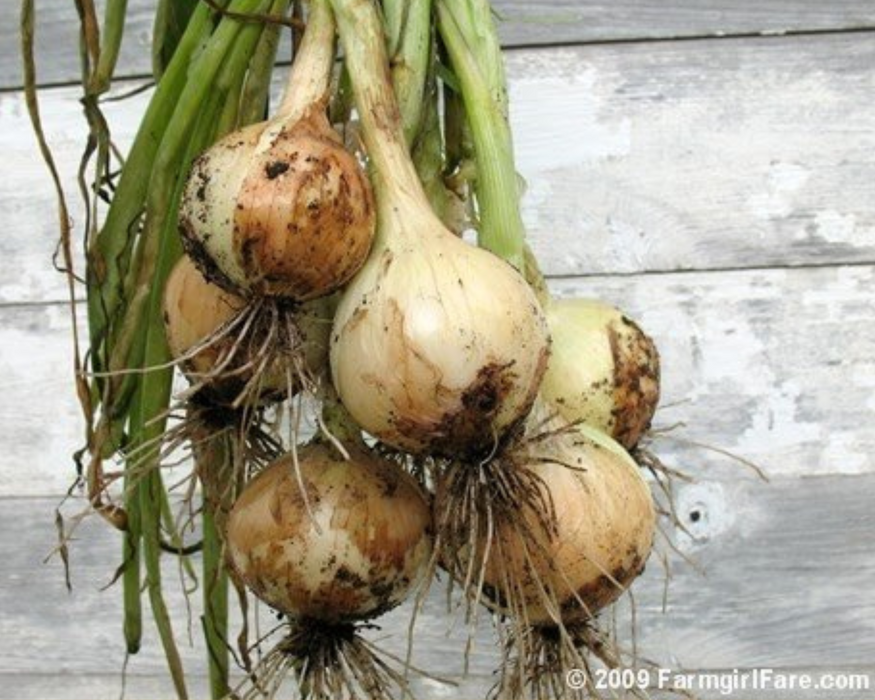 Texas 1015Y Supersweet Onion Plants | Ships Separately