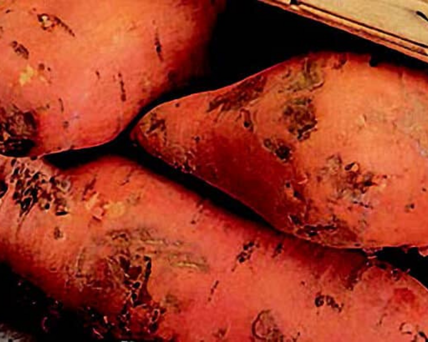 Bush Porto Rico Sweet Potato Plants | Ships Separately