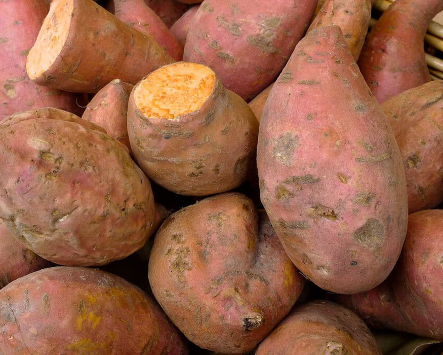 Centennial Sweet Potato Plants | Ships Separately