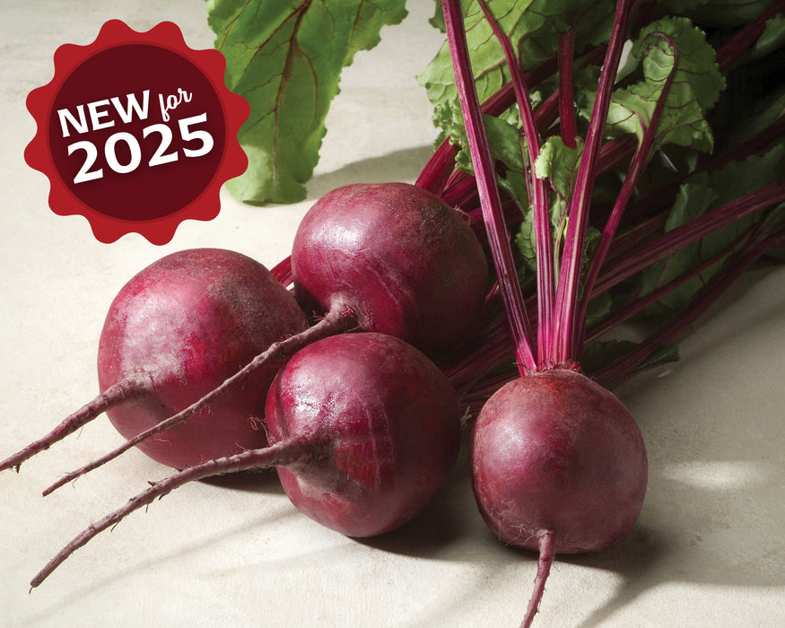 Merlin Hybrid Beet Seeds