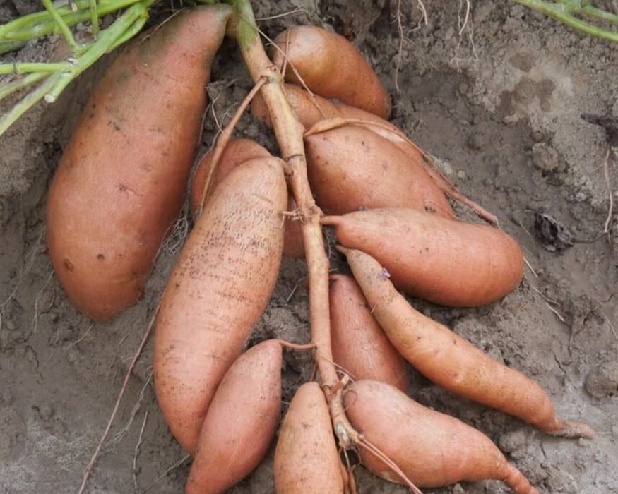 Vardaman Sweet Potato Plants | Ships Separately