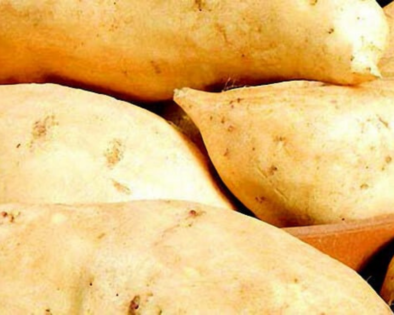 O'Henry Sweet Potato Plants