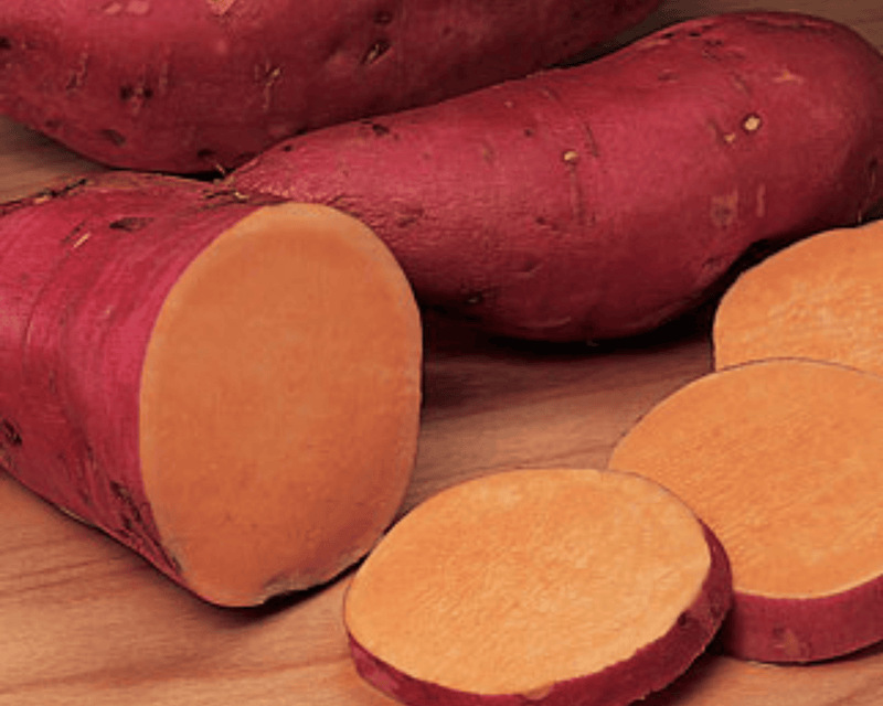 Beauregard Sweet Potato Plants