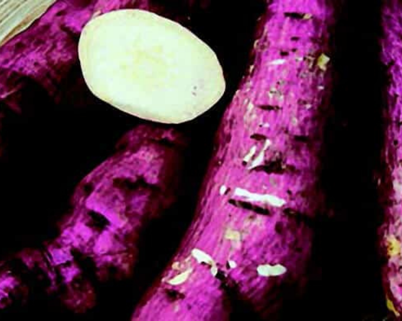 Murasaki Sweet Potato Plants