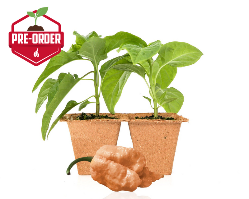 Peach Reaper Pepper Plants