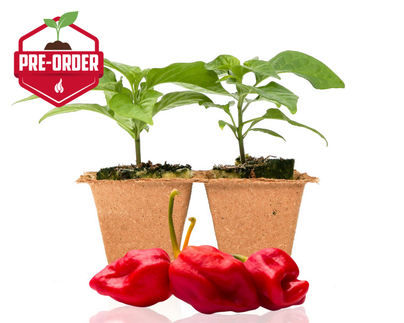 Moruga Trinidad Scorpion Pepper Plants