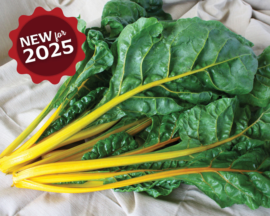 El Dorado Swiss Chard Seeds