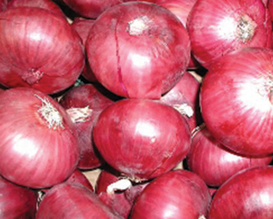 Red Candy Apple Hybrid Onion Plants | Ships Separately