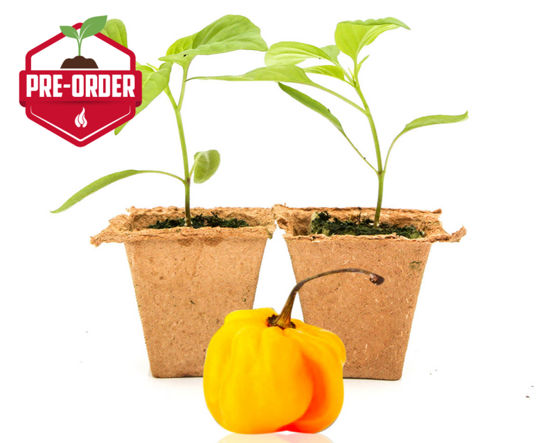 Yellow Scotch Bonnet Pepper Plants