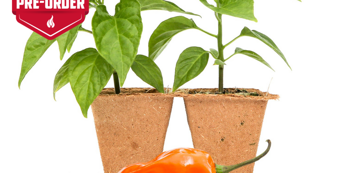 Habanero Pepper Plants — Seeds 'n Such