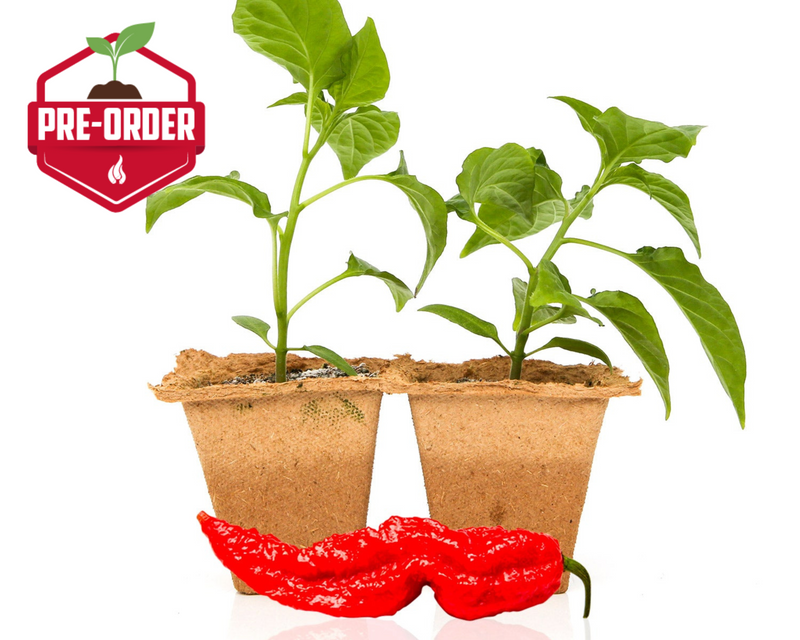 Ghost Pepper Plants