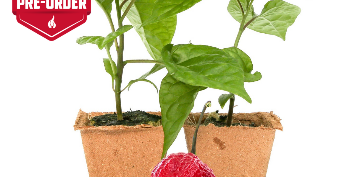 fertilizer tropical plants Max Acid 30-10-10 Soluble Fertilizer – For Acid-Loving & Tropical Plan –  Everglades Farm main image 1