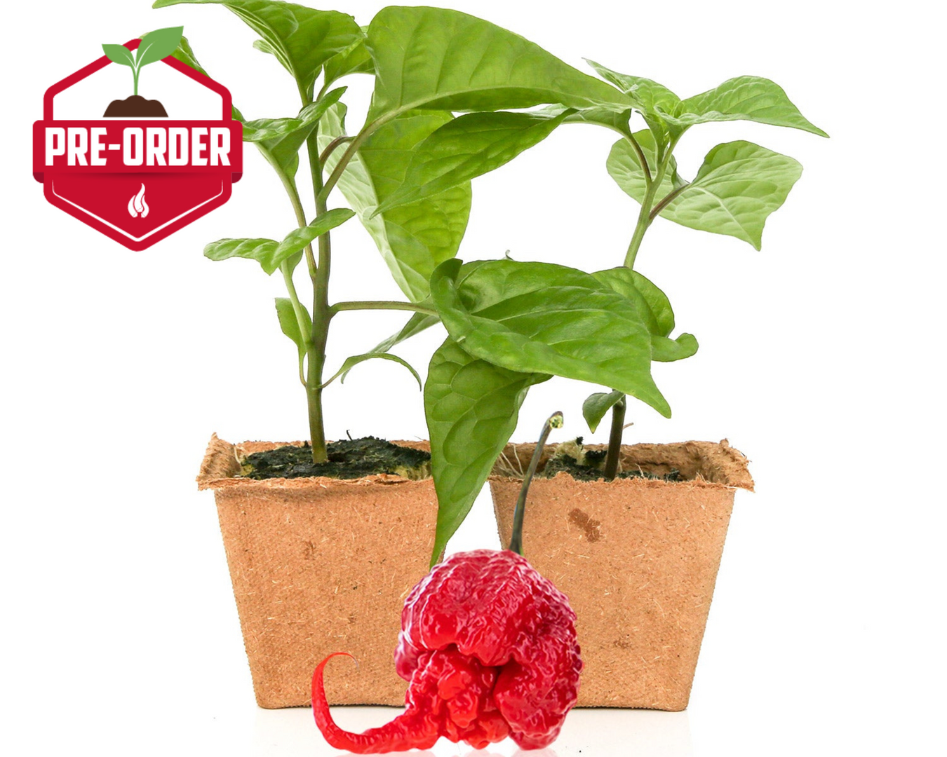 Pepper Plants