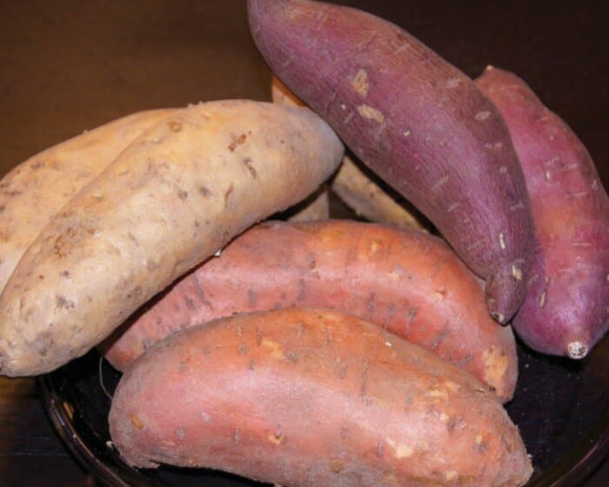 Best All-Around Collection Sweet Potato Plants | Ships Separately