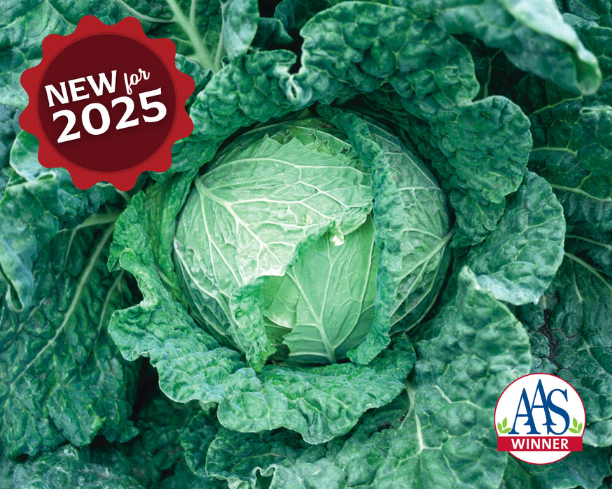 Bulk: Savoy King Hybrid Cabbage Seeds