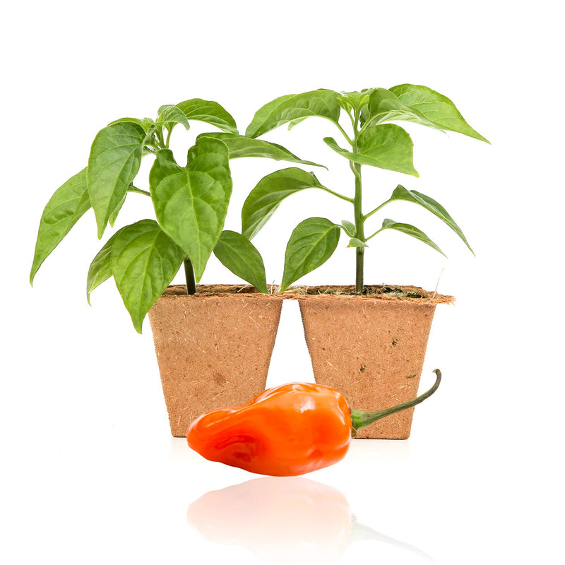 planting habanero pepper seeds Habanero Pepper Plants — Seeds 'n Such