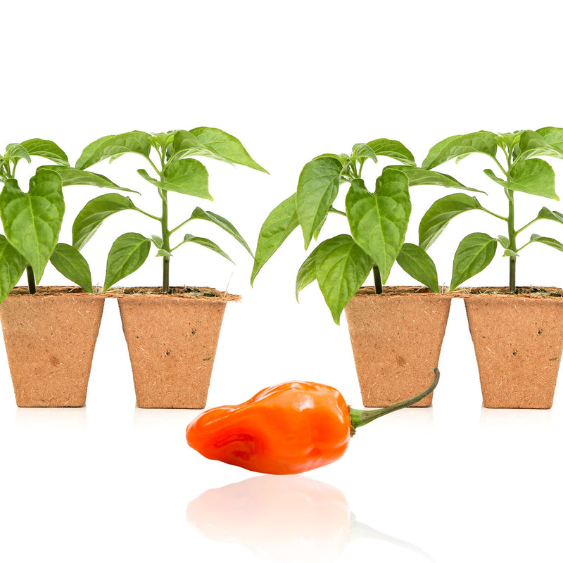 habanero plant indoors Habanero Pepper Plants — Seeds 'n Such
