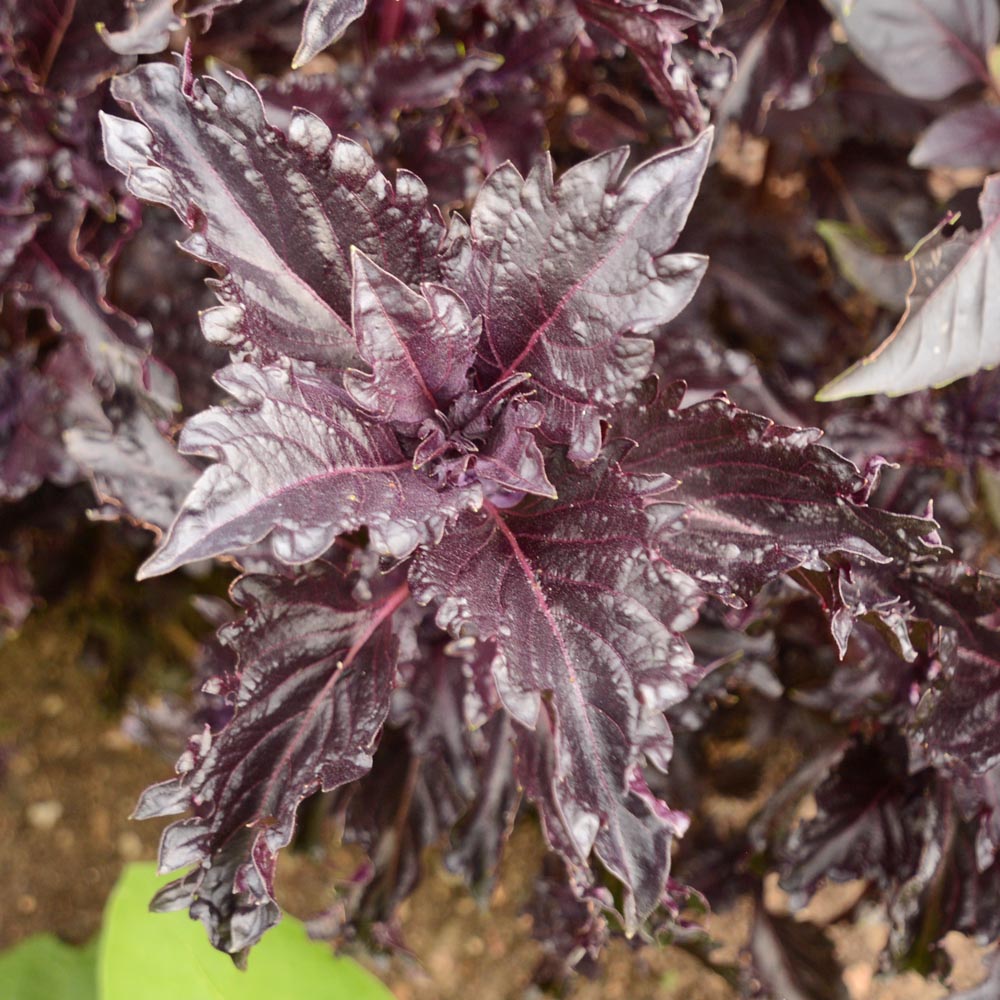 Bulk: Purple Ruffles Basil Seeds — Seeds 'n Such