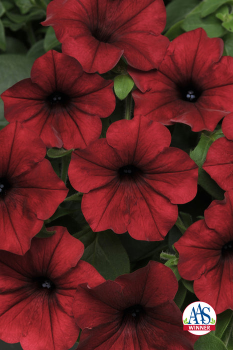 Hybrid Tidal Wave® Red Velour Spreading Petunia Seeds