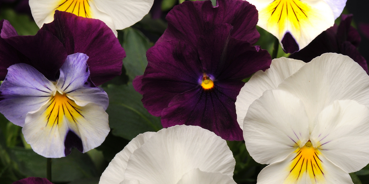 pansy PansyCoolWaveBerries_nCream1_1