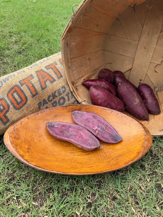 Purple Majesty Sweet Potato Plants | Ships Separately