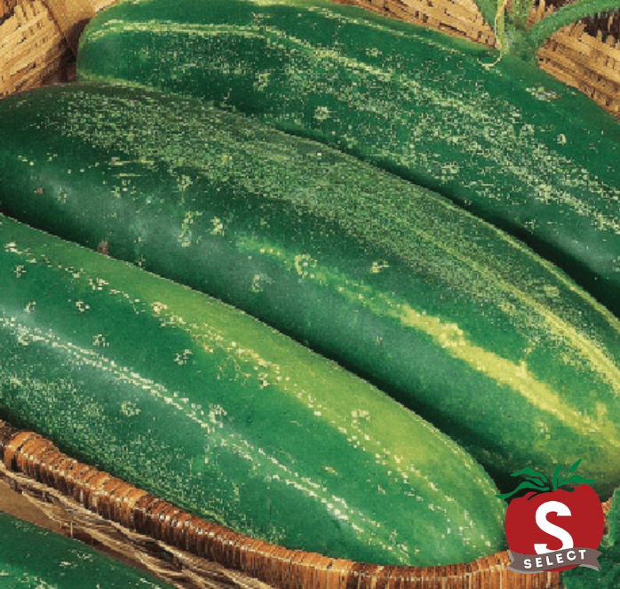 Bulk: Straight Eight Cucumber Seeds