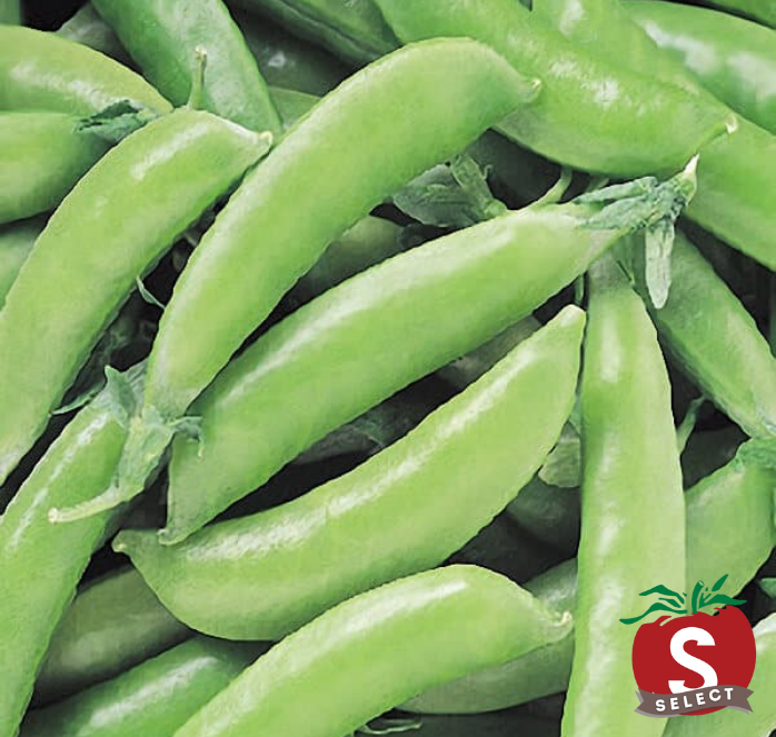 Super Sugar Snap Pea Seeds — Seeds 'n Such