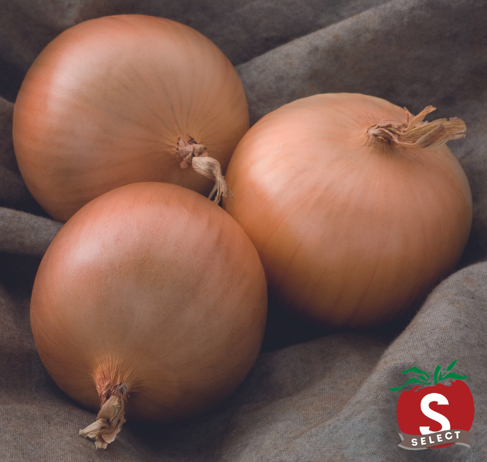 Bulk: Patterson Hybrid Onion Seeds