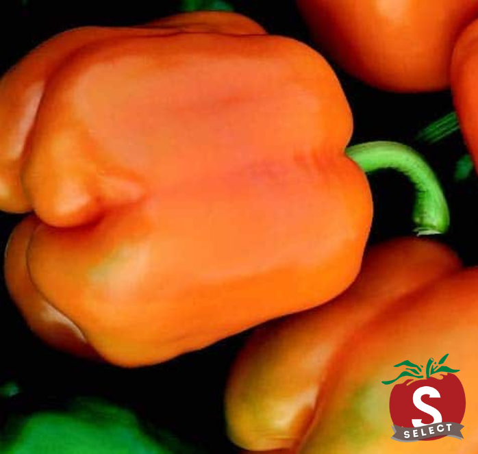 Bulk: Goliath Sweet Orange Hybrid Pepper Seeds