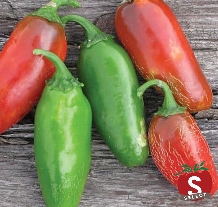 Early Jalapeño Hot Pepper Seeds