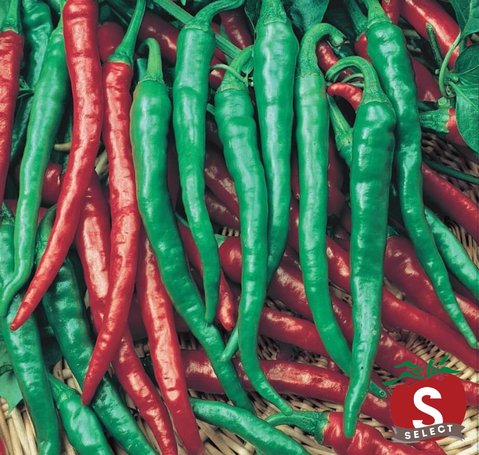 Bulk: Cayenne Long Red Slim Hot Pepper Seeds