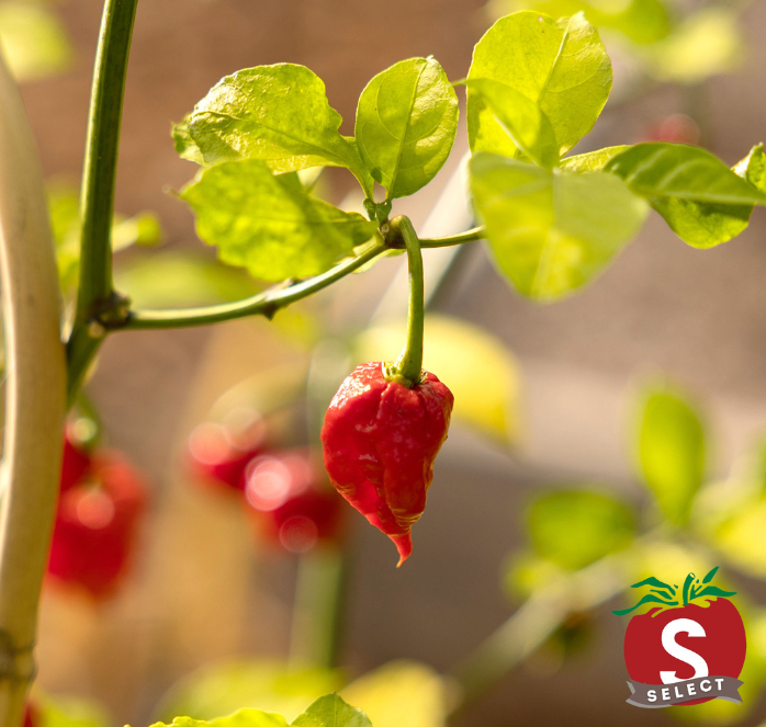 Carolina Reaper Super-Hot Pepper Seeds — Seeds 'n Such