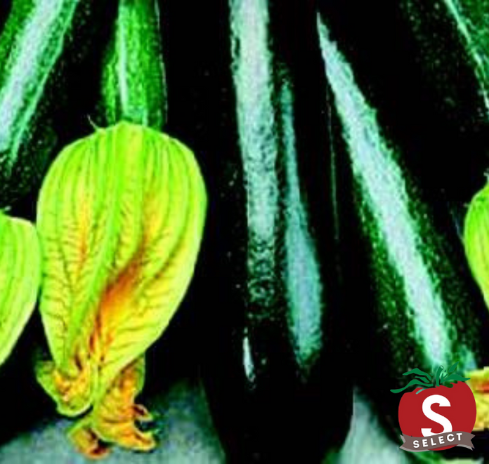 Seeds 'n Such AwardWinning, NonGMO Seeds... 'n Such!