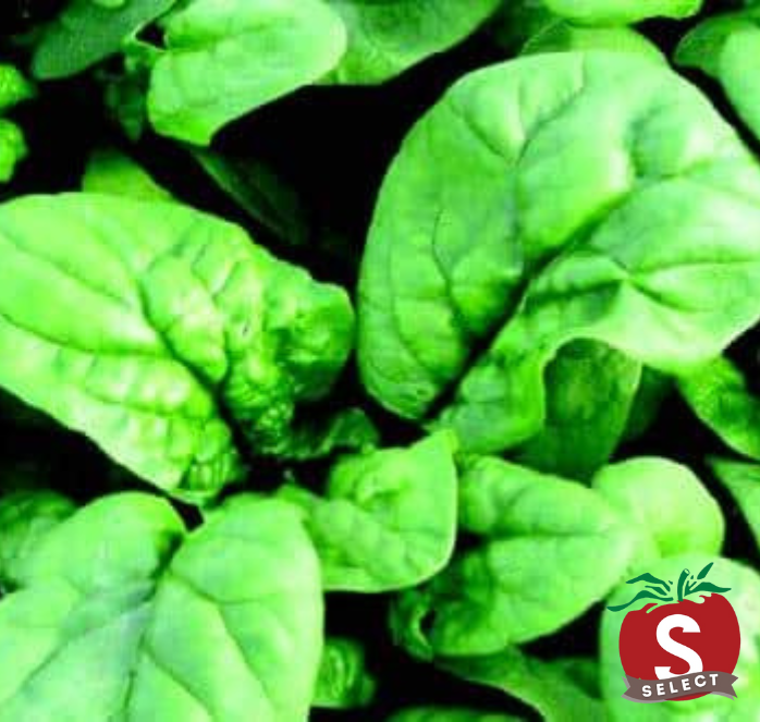 Bulk: Bloomsdale Long Standing Spinach Seeds