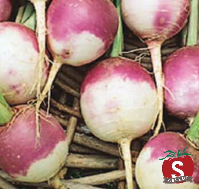 Bulk: Purple Top White Globe Turnip Seeds