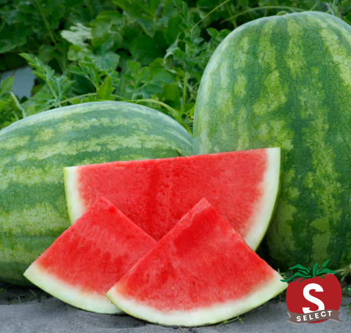Bulk: Secretariat Seedless Hybrid Watermelon Seeds