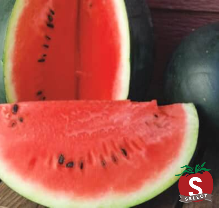 Bulk: Sugar Baby Watermelon Seeds