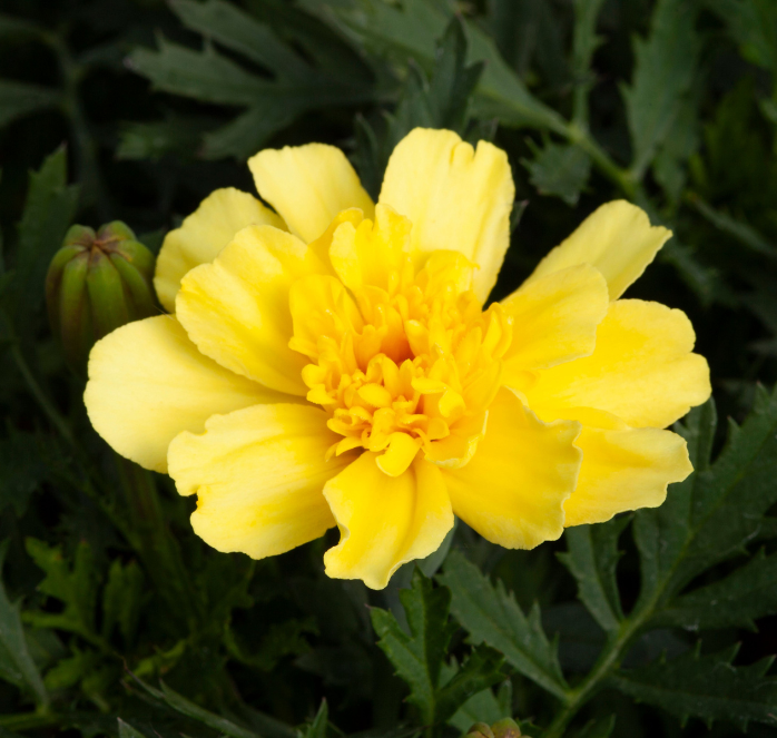 Bulk: Alumia Vanilla Cream Marigold Seeds