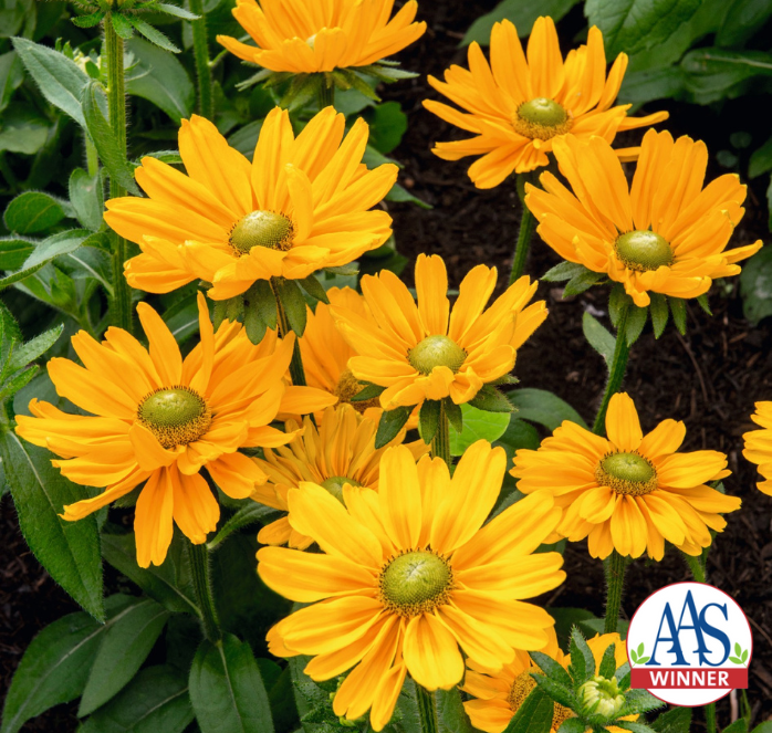 Amarillo Gold Rudbeckia Seeds — Seeds 'n Such Amarillo Gold Rudbeckia Seeds — Seeds 'n Such