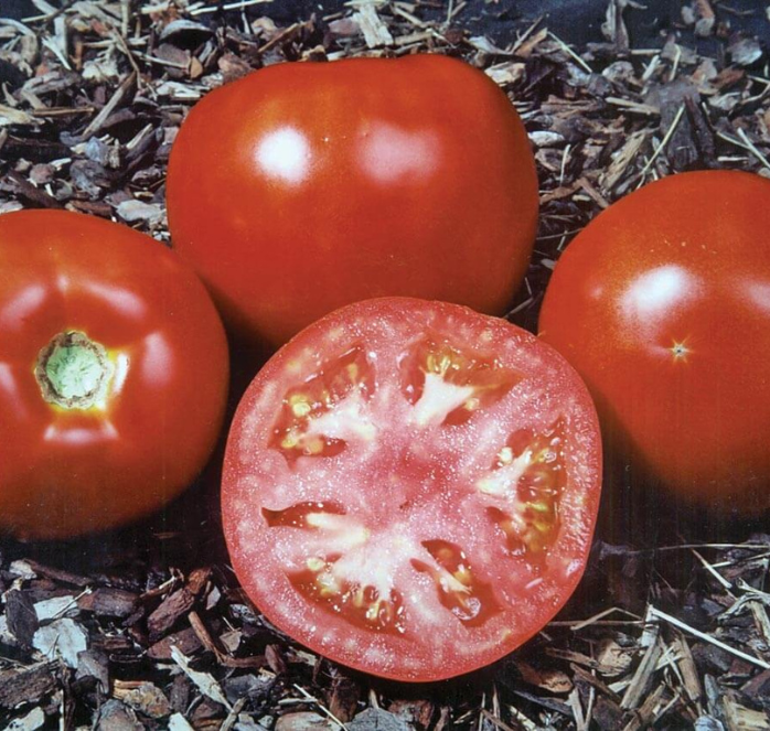 Amelia VR Hybrid Tomato Seeds