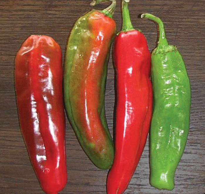 Anaheim Chili Hot Pepper Seeds