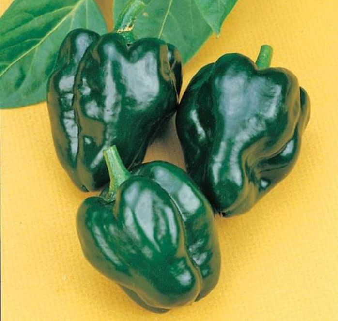 Bulk: Ancho 101 Hot Pepper Seeds