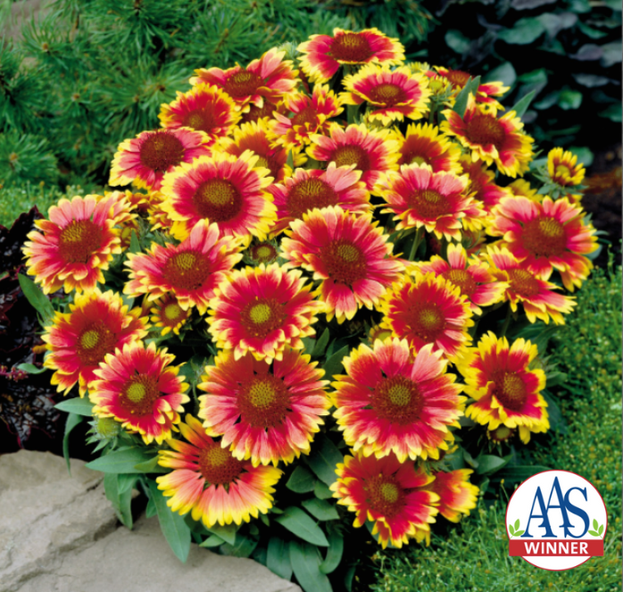 Seeds 'n Such Arizona Sun Gaillardia Seeds
