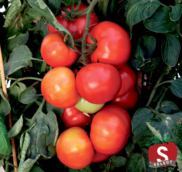 Bulk: Big League Hybrid Tomato Seeds