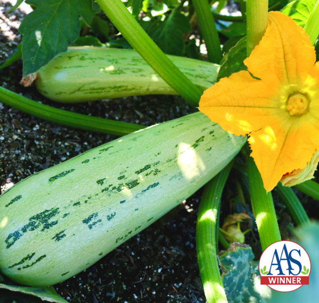 Bossa Nova Hybrid Summer Squash Seeds — Seeds 'n Such