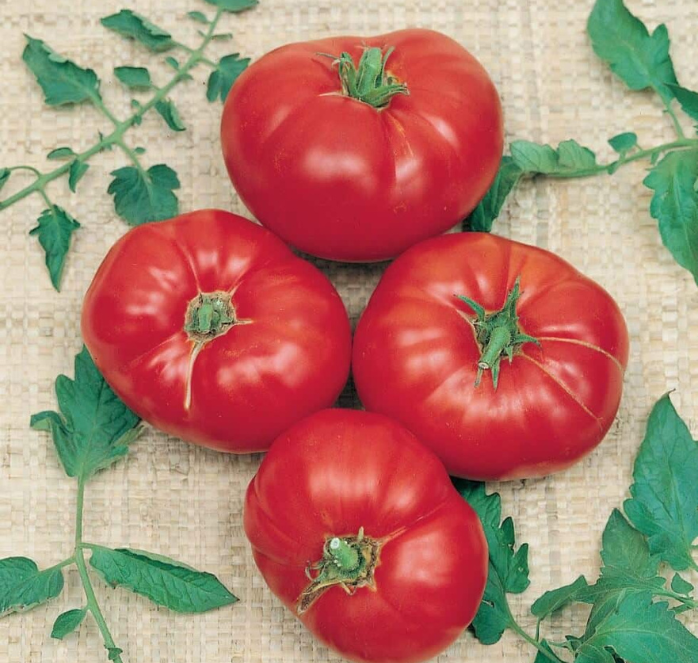 Bulk: Box Car Willie Tomato Seeds